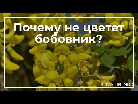 Почему не цветет бобовник? | toNature.Info