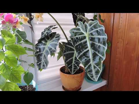 Алоказия Полли (Alocasia): цветение, уход и содержание (часть 1)