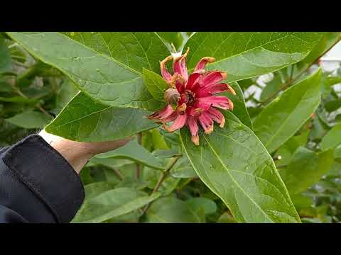 Calycanthus floridus - каликант цветущий