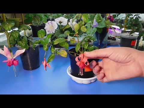 🌱Сорта Фуксий !!! Черенкам 2 месяца и уже цветут !!! 🌱