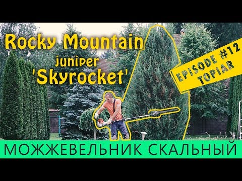 ХИТРОСТИ СТРИЖКИ И ФОРМИРОВКИ ХВОЙНЫХ | СКАЛЬНЫЙ Можжевельник SKYROCKET | топиар | @LORD_OF_GARDEN_BELARUS