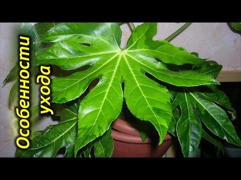 Фатсия японская Спайдер Веб Fatsia japonica Spider Web 60/17