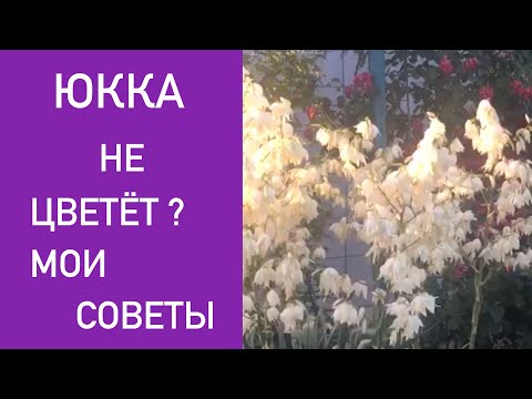 ЮККА НЕ ЦВЕТЁТ ? МОИ СОВЕТЫ