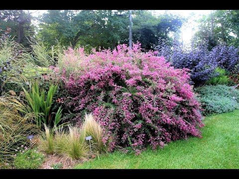 ЛЕСПЕДЕЦА . Весенняя ОБРЕЗКА ,подкормка. Lespedeza spring pruning