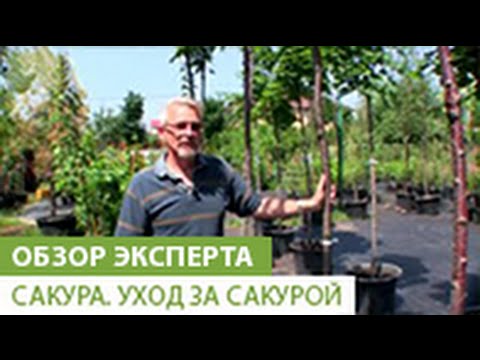 Сакура. Уход за сакурой.