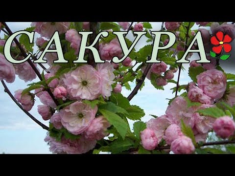 Знакомьтесь: Сакуры (разные) !!!