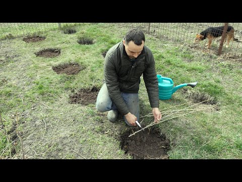 СУПЕР ПРОСТОЙ СПОСОБ УКОРЕНЕНИЯ СМОРОДИНЫ / КАК МАССОВО РАЗМНОЖИТЬ СМОРОДИНУ ВЕСНОЙ