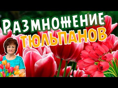 РАЗМНОЖЕНИЕ ТЮЛЬПАНОВ