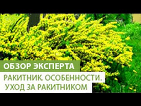 Ракитник. Особенности ракитника. Уход за ракитником.