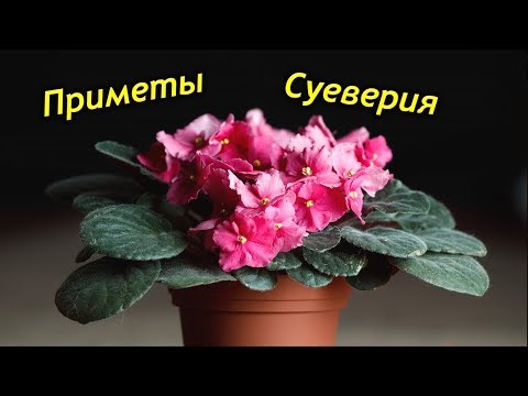 Можно ли держать Фиалку в доме? Приметы и суеверия о Сенполиях.