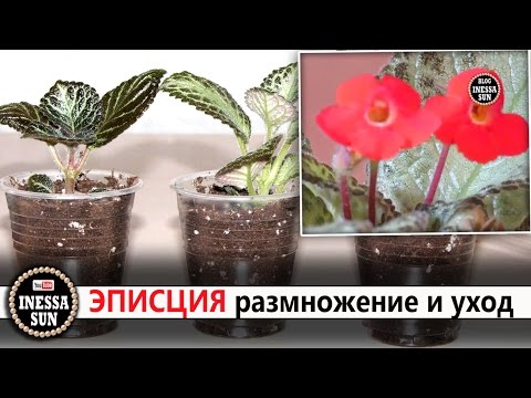 Эписция. Размножение и уход . Episcia.