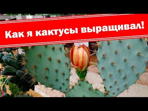 Удивительная опунция цветёт!!! Вкусный кактус!!! Как выращивать дома?