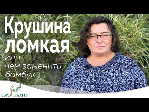 Крушина ломкая или чем заменить бамбук.