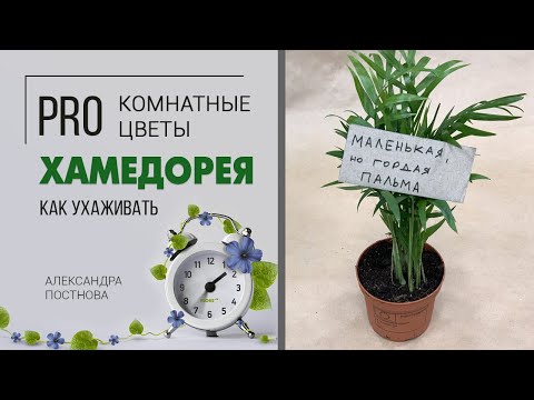 Что такое пальма и как ее правильно готовить? | Хамедорея - неприхотливое растение для дома и офиса