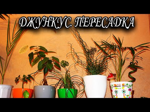 Джункус. Пересадка. [Наджеда и мир]
