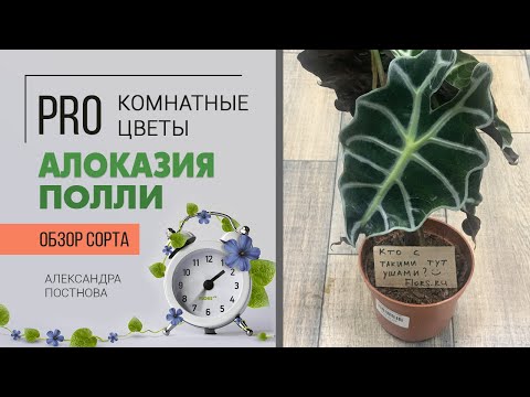 Алоказия Полли - крокодильчик с капризным характером. Комнатное растение для ценителей красоты.