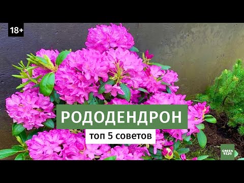 Как вырастить рододендрон в саду? Лучшие сорта рододендронов // Цветущие кустарники 16+