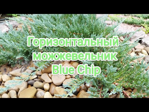 Можжевельник горизонтальный blue chip Блю Чип
