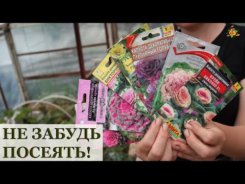 Декоративная капуста / Посев