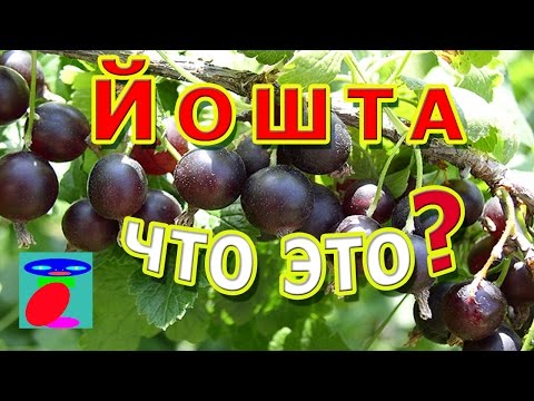 Йошта. Описание, посадка и уход.