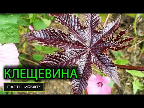 Клещевина посадка и уход / Клещевина выращивание из семян