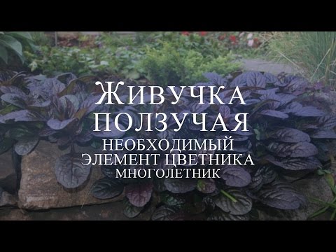 Живучка ползучая — необходимый элемент цветника