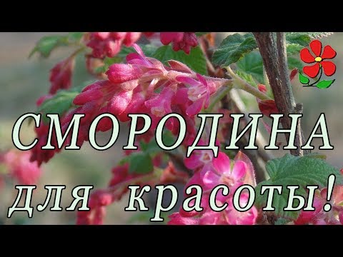 Декоративные смородины! Неожиданно, красиво, просто!