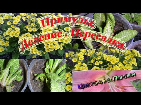 Примулы. Деление. Пересадка.