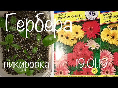 Герберы уход | Татьяна Вимникова | Дзен