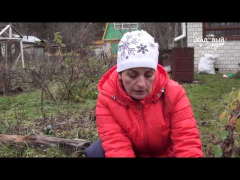 Зимовка хризантем в Средней полосе. Сайт &quot;Садовый мир&quot;