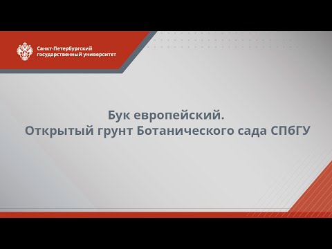 Бук европейский // открытый грунт Ботанического сада СПбГУ