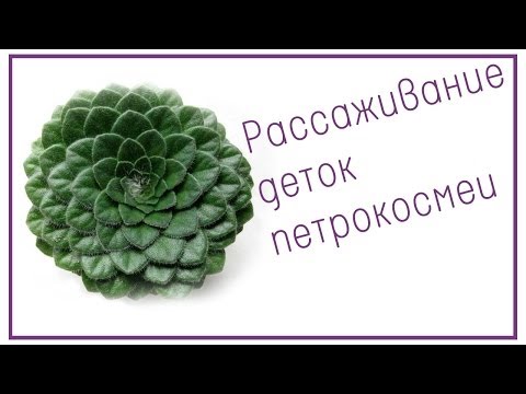 Рассаживание деток петрокосмеи