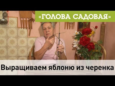 Голова садовая - Выращиваем яблоню из черенка