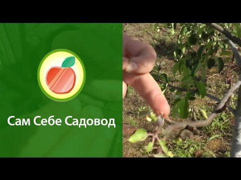 Короед на яблоне.