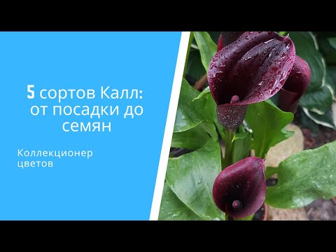 🌷 5 сортов Калл (Зантедеския) от посадки до семян: пересадка, уход, размножение