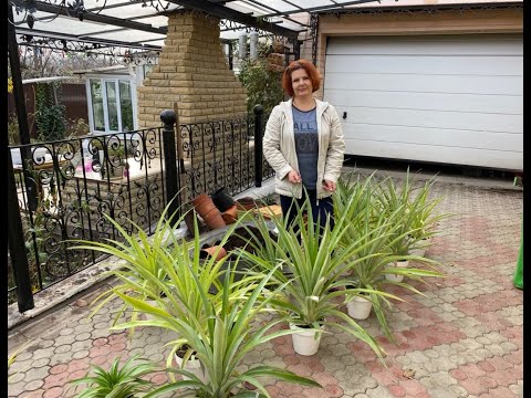 Пересадка ананасов. Обновление грунта🏡🍍🍍