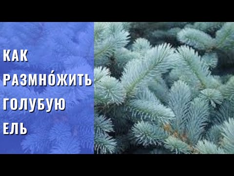 РАЗМНОЖЕНИЕ ГОЛУБОЙ ЕЛИ. Самый простой, но эффективный способ размножение голубой ели черенками .