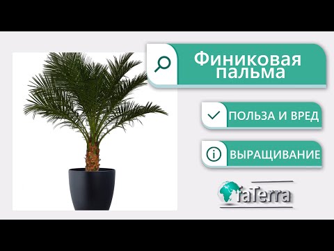 Как часто поливать домашнюю пальму в горшке в домашних условиях?