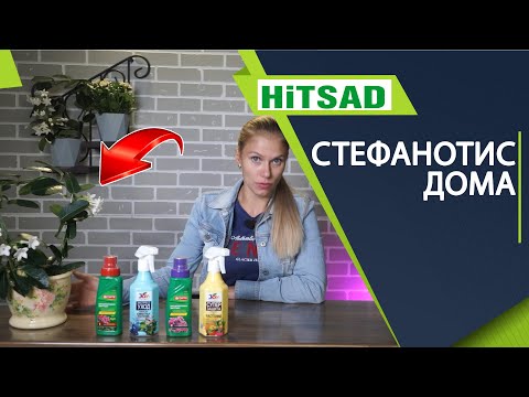 Стефанотис домашний 🌸 Лучший домашний цветок