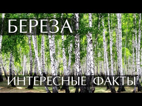 Интересные факты о Березе