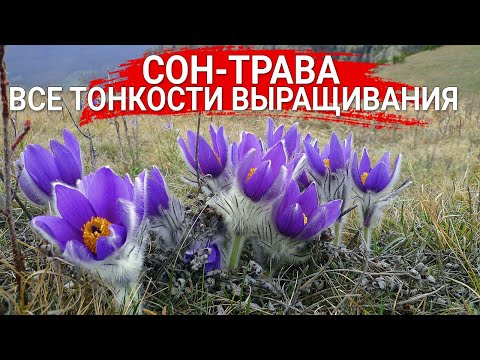 Сон-трава – все тонкости выращивания