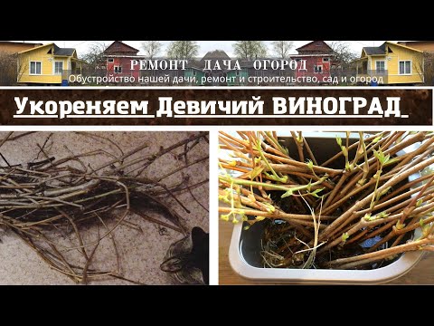 Девичий виноград. Укоренение черенками. Размножение винограда.