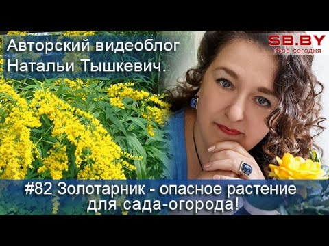 Золотарник - опасное растение для сада-огорода!