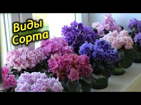 Самые красивые и популярные виды и сорта комнатной Фиалки! Невероятная красота!