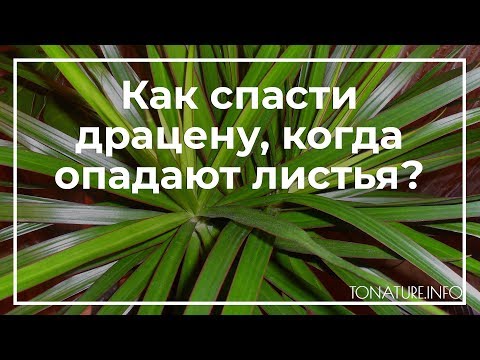 Как спасти драцену, когда опадают листья? | toNature.Info