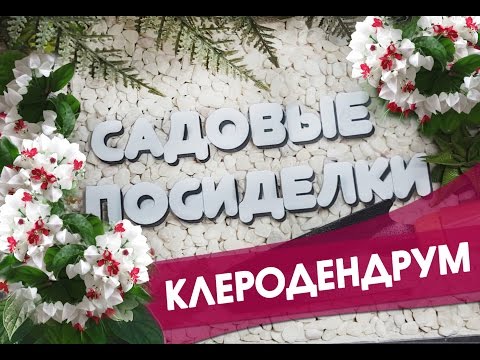 Клеродендрум - секреты ухода и выращивания в домашних условиях. Почему не цветет и желтеют листья.