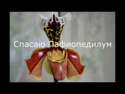 Спасаю Орхидею Пафиопедилум -Венерин Башмачок!