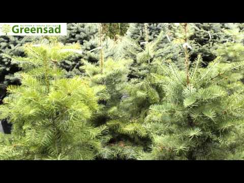 Пихта одноцветная - видео-обзор от Greensad