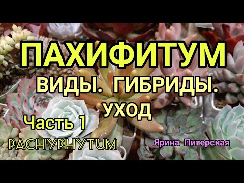 Пахифитум. Виды. Гибриды. Уход.