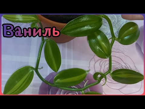 Орхидея ВАНИЛЬ🌸Необычная декоративно-лиственная😍Новый опыт🌱Размножение🌱Грунт🌸Уход🌱Освещение🌸